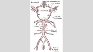 Circulus arteriosus Willisii, som den avtecknades i Gray´s Anatomy i början av 1900-talet. artärer