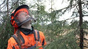 Satu Saarelainen hör till de yngsta skogsarbetarna inom Forststyrelsen. Medelåldern är 57 år. Porträtt på skogsarbetaren Satu Saarelainen med skyddsutrustning i skogen