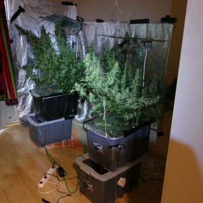 Kannabiskasveja.