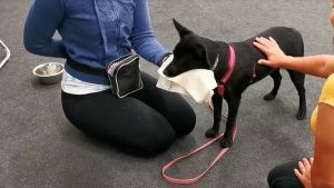 Här tränas det inför veterinärbesök. Hunden väljer frivilligt att låta sig vidröras av en främmande person. Svart hund övar på att bli vidrörd av främmande människa.
