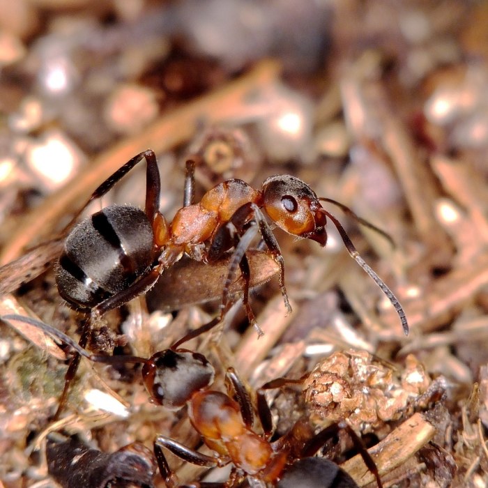 Tunnetko muurahaiset ja niiden tavat? Tee Yle Luonnon muurahaistesti! |  Luonto 