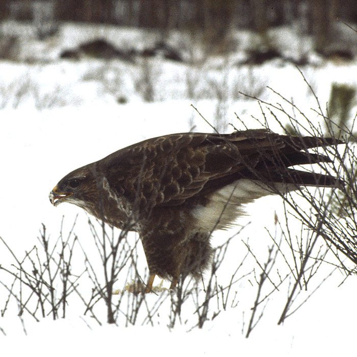 Muuttolintujen matkassa: Kanahaukka | Suomen linnut | Luonto 