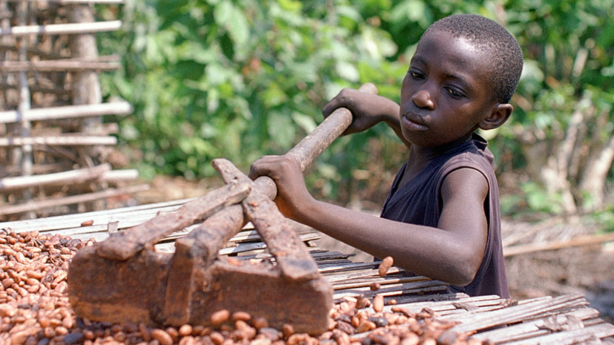 Kitkerä totuus suklaasta Yle TV1 yle.fi