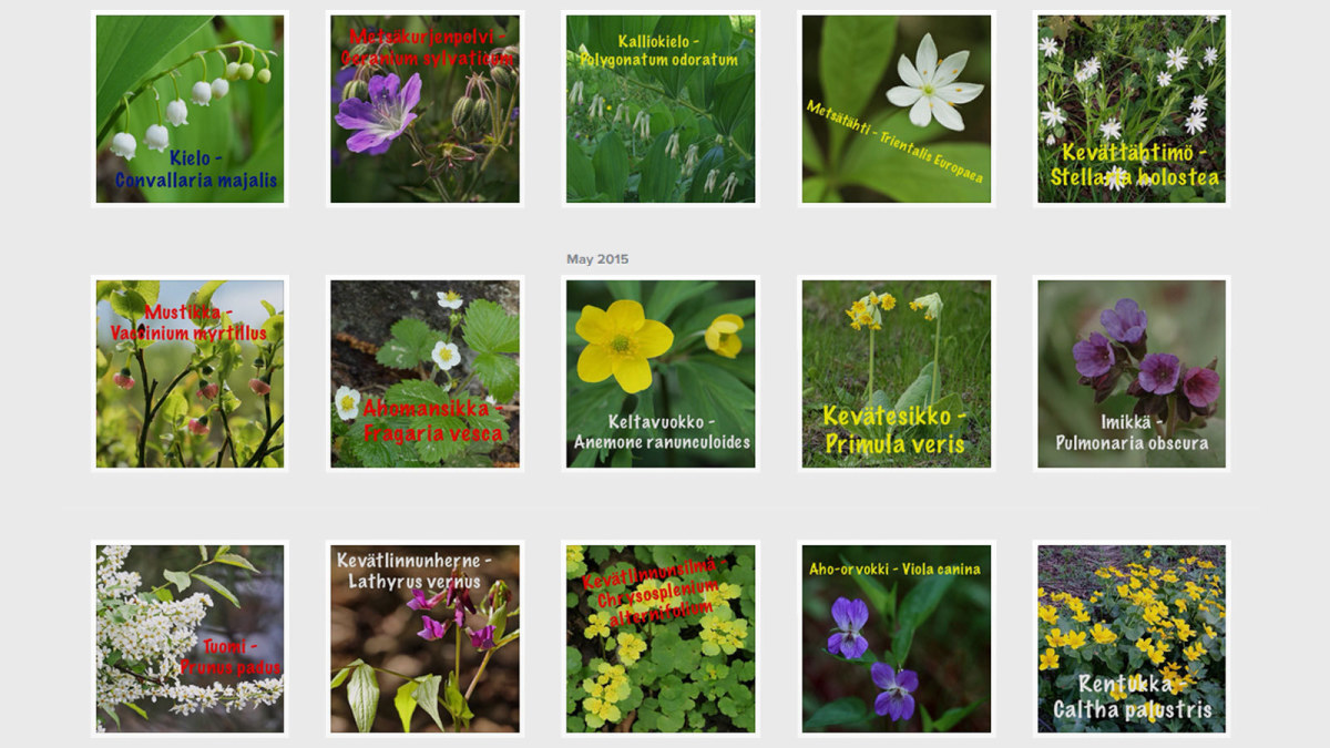 Tutustu kasveihin latinaksi ja suomeksi | Oppiminen 