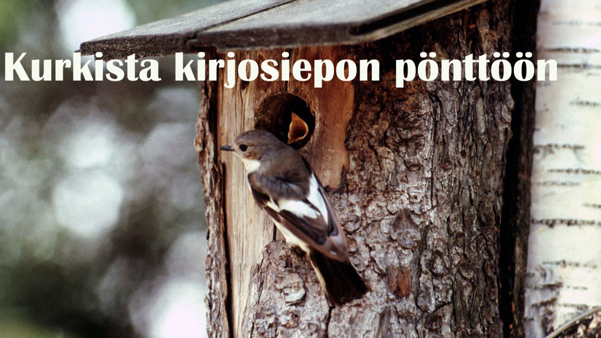Kurkista Kirjosiepon Ponttoon Miljoona Linnunponttoa Yle Fi