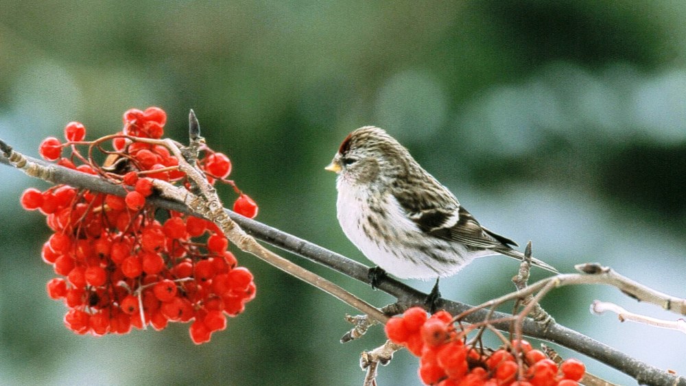 Urpiainen (Acanthis flammea) talvipuvussaan 