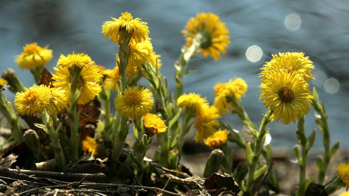 Leskenlehti on kevään ensimmäisiä kasveja.