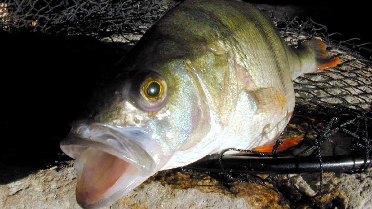Haistaako kala kompostilta löyhkäävän onkimadon?