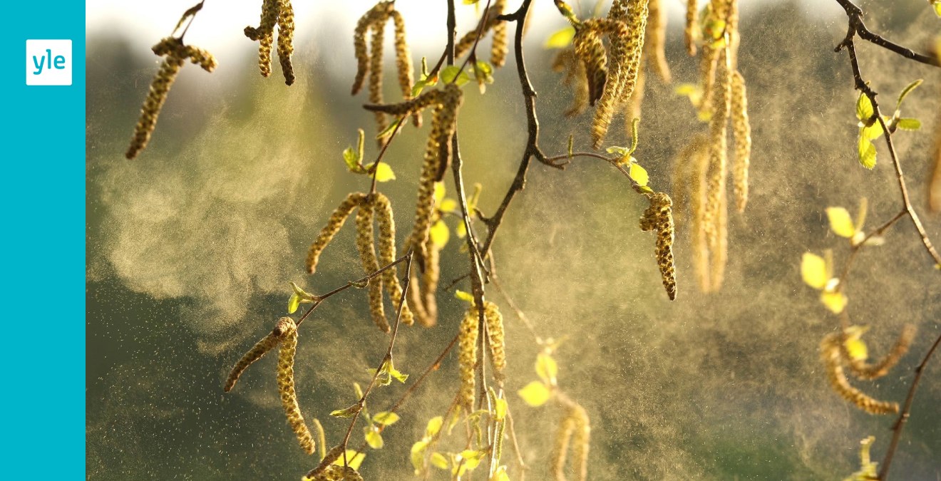 Пыльца ветроопыляемых растений