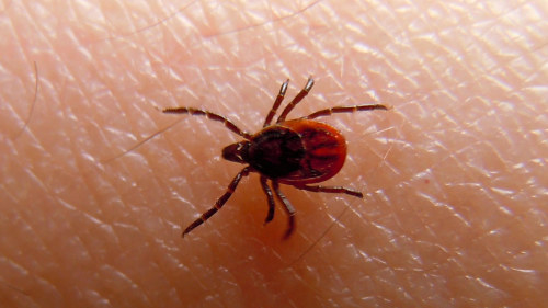 Allt Farre Osterbottningar Far Tbe Vaccin Och Farre Smittbarande