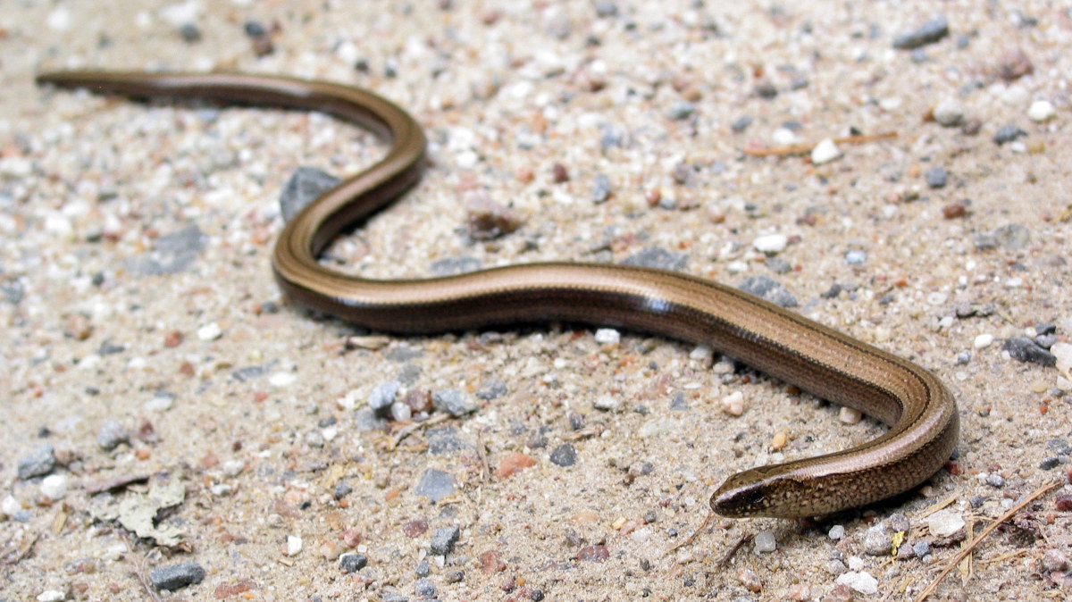 pic Svenska Ödlor I Sverige