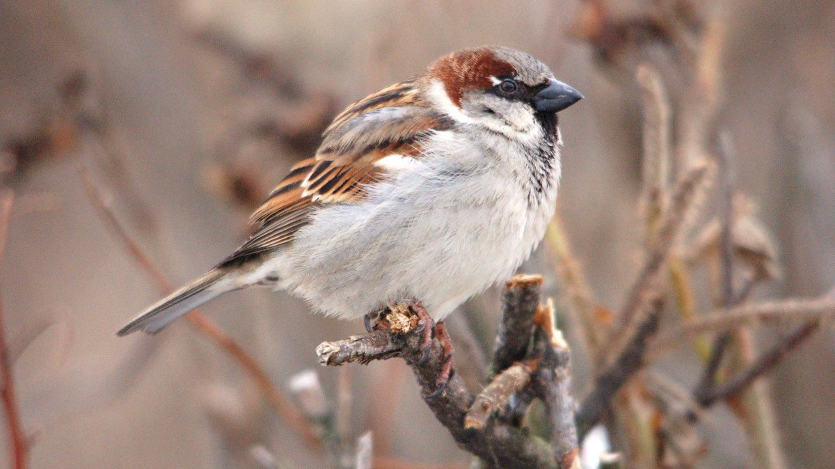Kuka pöntössäni asuu: Varpunen | Kuka pöntössäni asuu | Miljoona  linnunpönttöä | yle.fi
