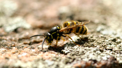 Kuvahaun tulos haulle ampiainen