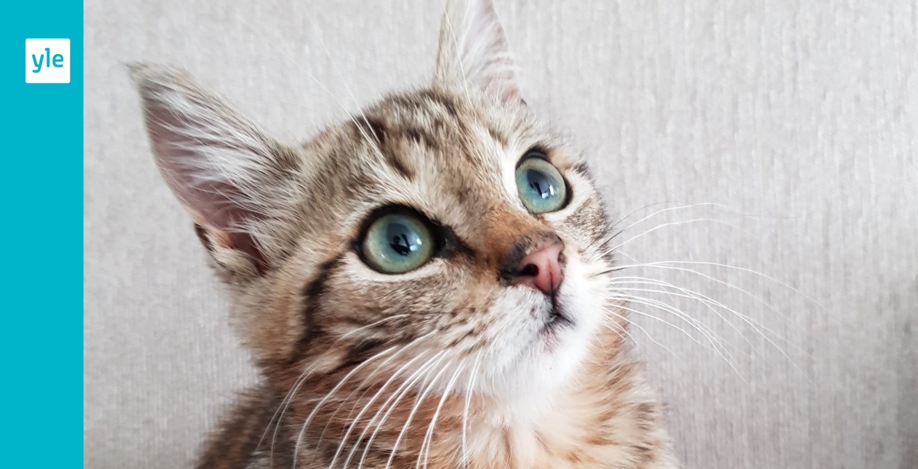 katt som snarkar