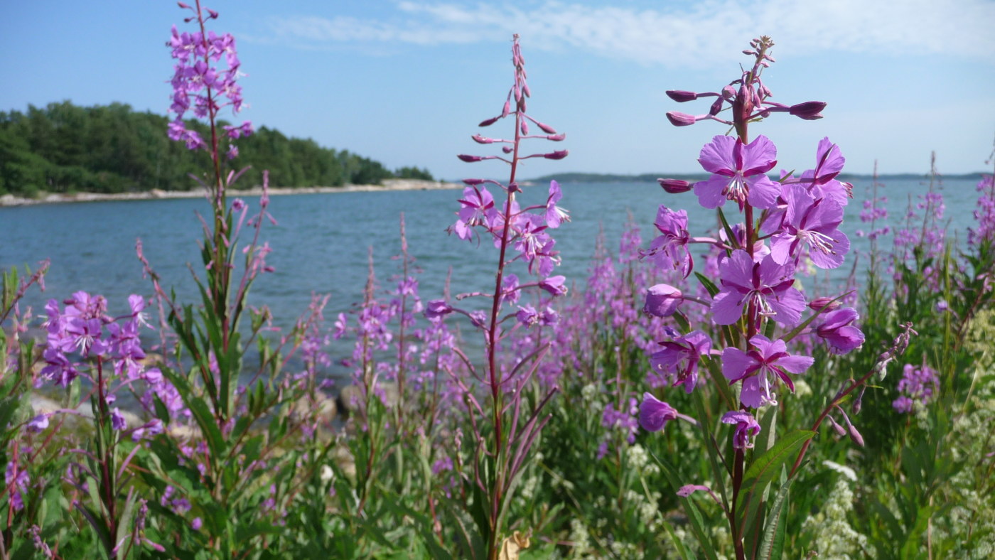 Plocka din egen midsommarbukett | Östnyland | svenska.yle.fi