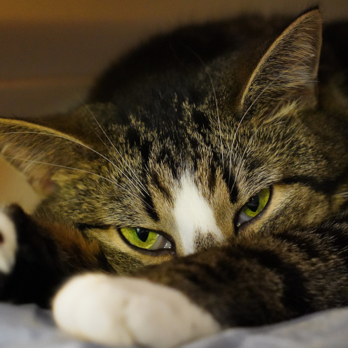 Kissaihminen, tiedätkö mitä kissasi tekee yöllä, kun nukut? | YleX 