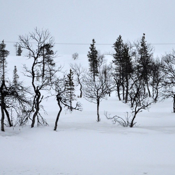 Suomen vanhin puu yhä pystyssä! | Luonto 
