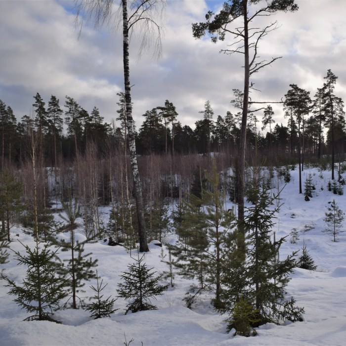 Aihe: Kotojärvi Golf Oy:n eväät syöty? 