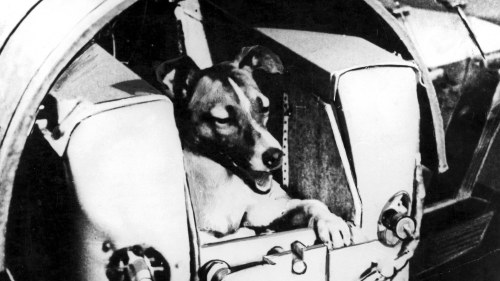 Svartvitt fotografi av hunden Laika i Sputnik 2