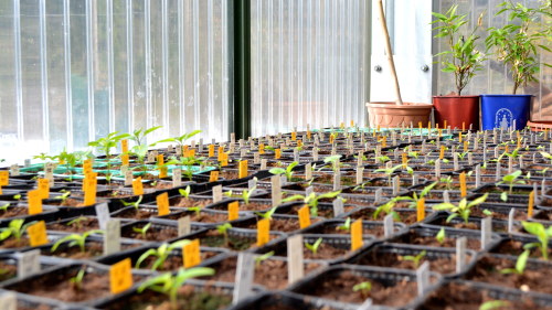 Wallpaper Dags Att Plantera Paprika Och Chili Ostnyland Svenska Yle Fi Free HD