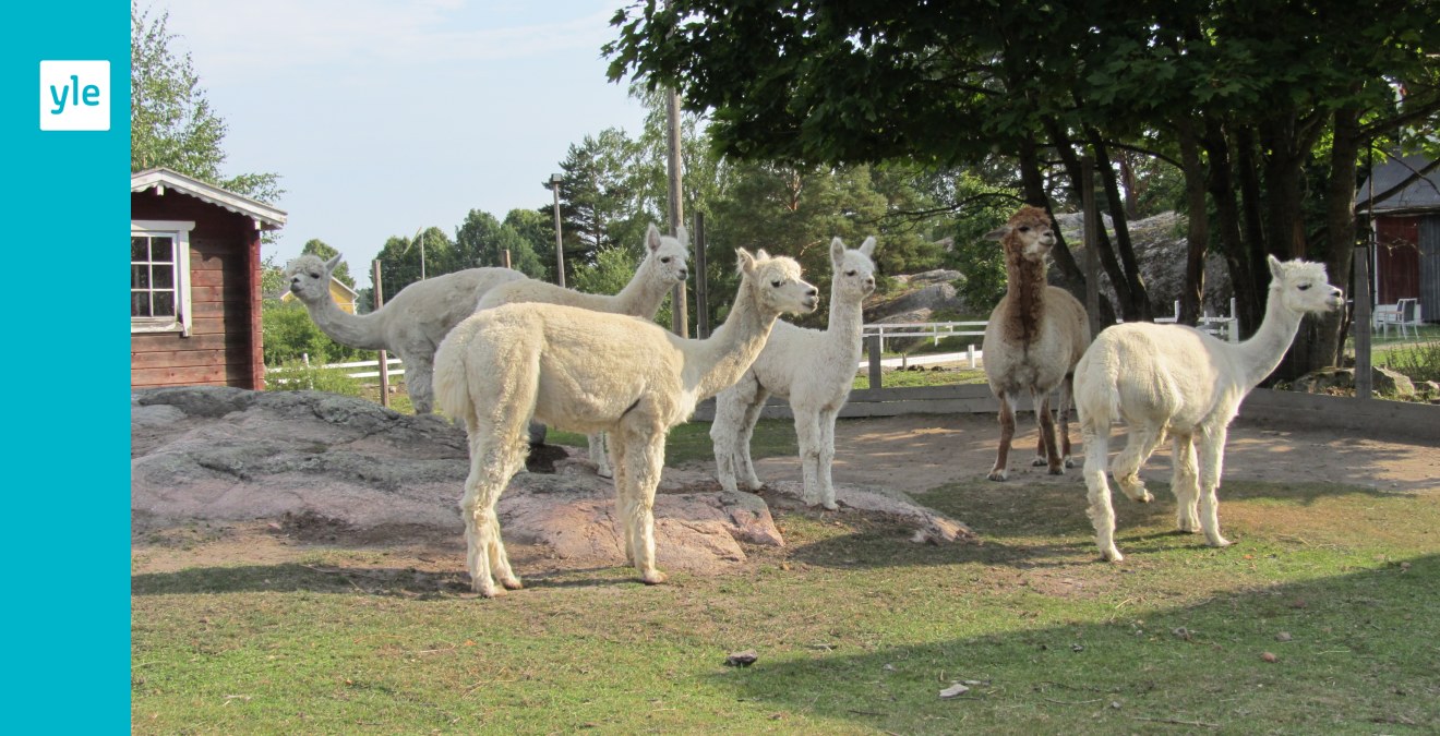 Alpackor Ger Ull Och Harmoni Vastnyland Svenska Yle Fi