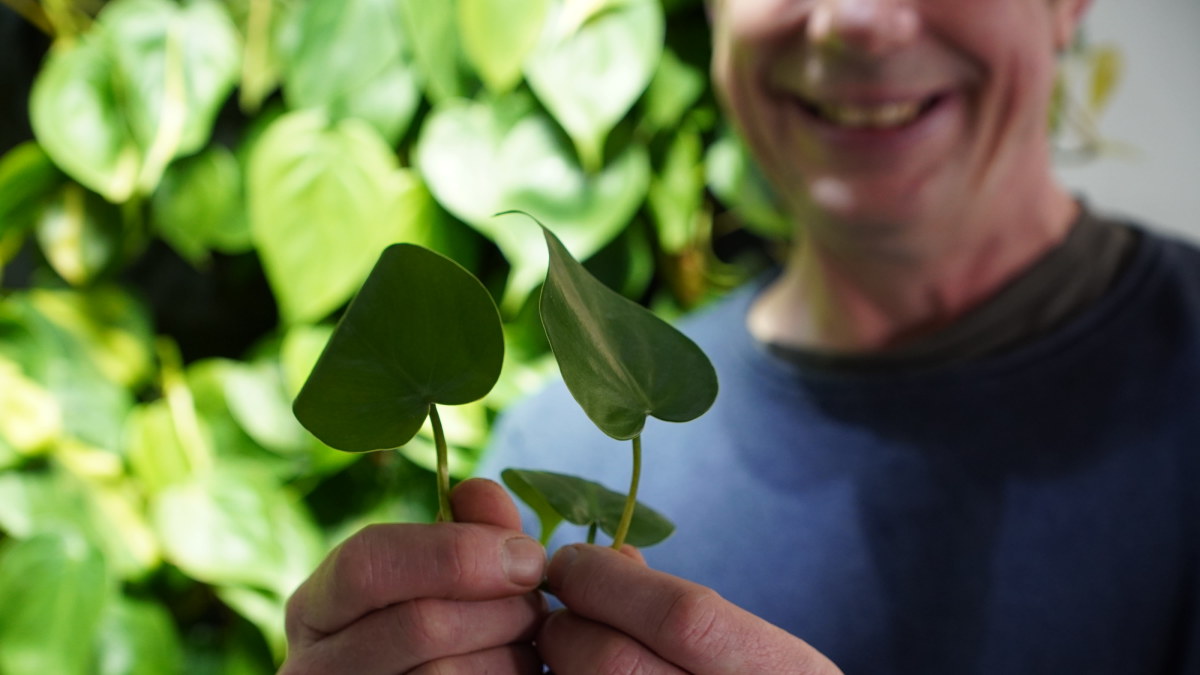 How to propagate houseplants and my obsession with Begonia rex - Vimarsana News