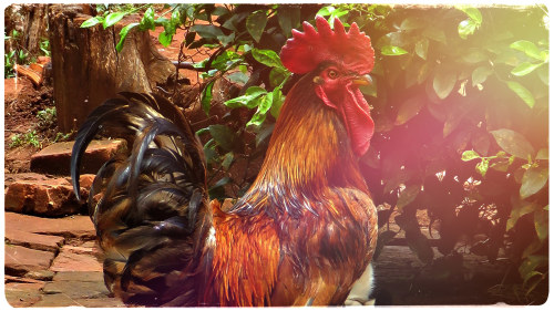 amature College porno videot