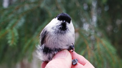 Hömötiainen on erittäin uhanalainen, koska se ei löydä hakatuista metsistä  syötävää - Suomen linnuista iso osa on kokemassa saman kohtalon | Luonto |  