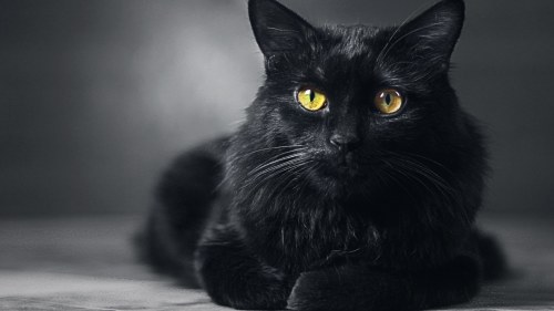 Tutustu 57+ imagen musta kissa