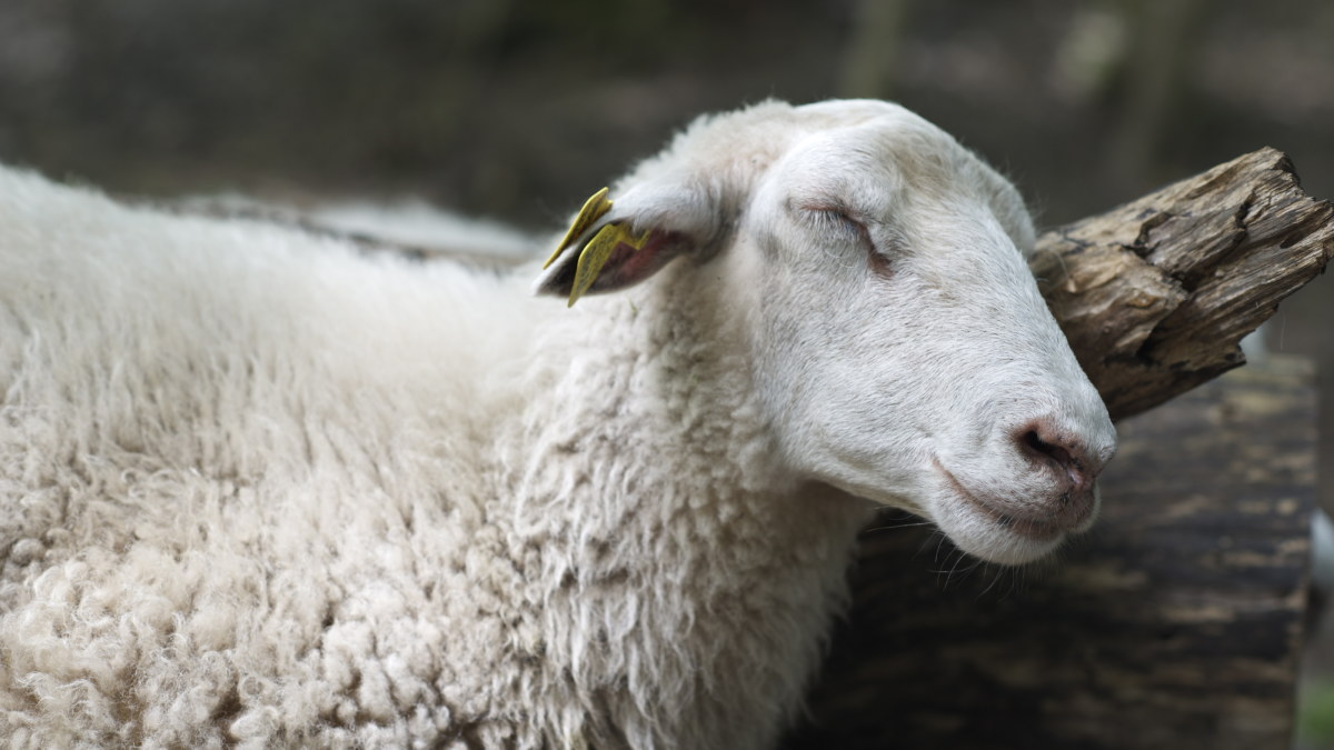 Nukuttaako lampaiden laskeminen? – Testaa tietosi unimyyteistä | Prisma  Studio | Tiede 