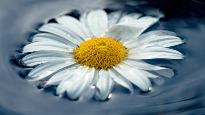 Prästkrage i vatten