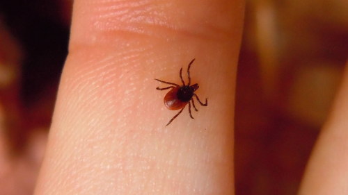 Fästingvaccin Fästingvaccin
