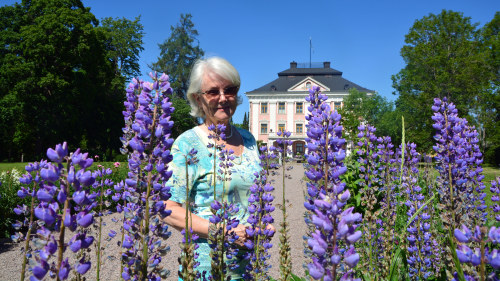 Mycket Tid Och Moda Har Birgitta Dahlberg Satt Ner Pa Att Odla Lupiner Nu Borde De Alla Vara Vack Inom Tre Ar Ostnyland Svenska Yle Fi