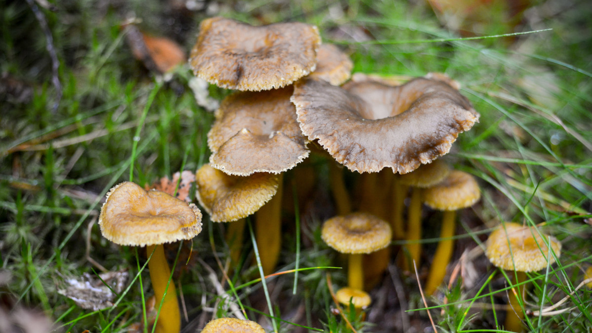 intellectual moisture beneficial Hyvä kysymys: Miksi osa sienistä on herkullisia ja toiset tappavan  myrkyllisiä? | Tiede | yle.fi