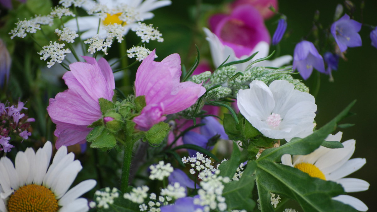 Femtio frågor om blommor - testa hur bra du känner till våra vanligaste