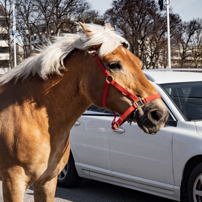 Bilister kör sämre efter nattskift Utrikes svenska.yle.fi