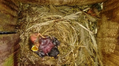 3D Interracial seksiä sarja kuvia