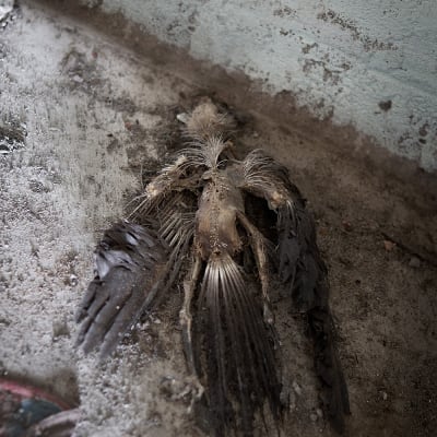 Död fågel i ödehus i Vassor