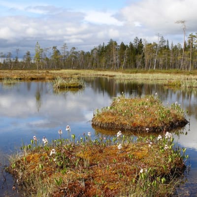 Viinkiaapa kesällä