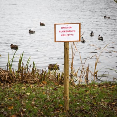 Pikku-Vesijärvi Lahti sorsia ruokintakielto