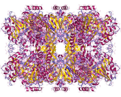 Glutaminsyntasets proteinstruktur.