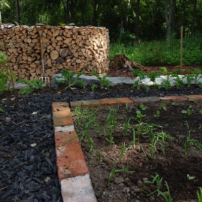 Grönkål och lök i potagere-trädgården