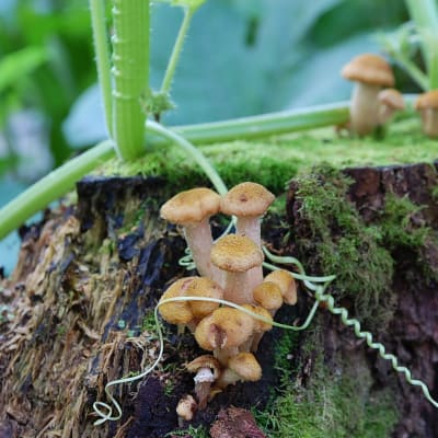svampar växer på stubbe