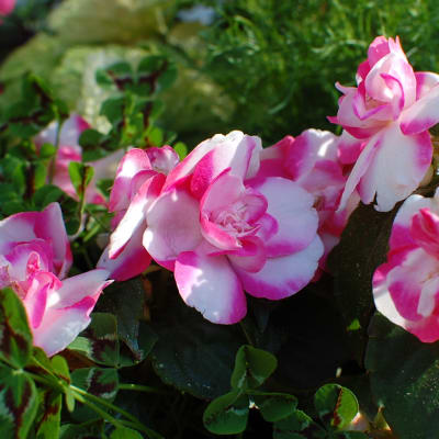 Polkapetunia.