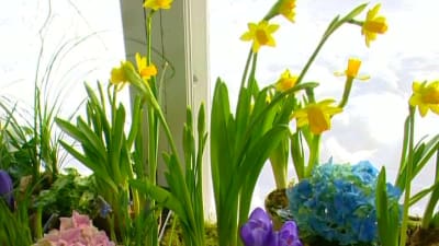 Vårinstallation med lökar och krukväxter