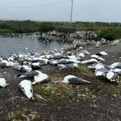 Massvis med döda fåglar ligger på stranden i norra Norge. 