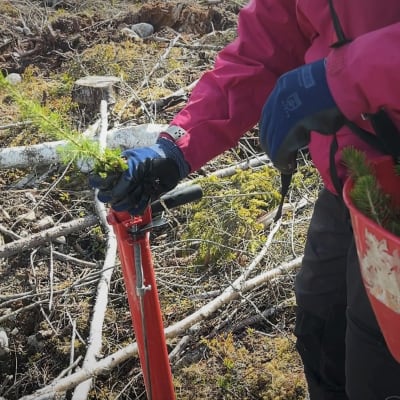 Metsään istutetaan taimia. 