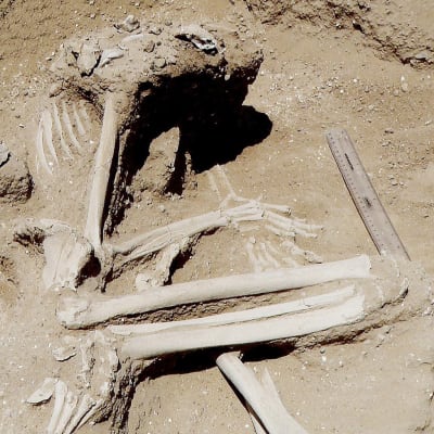 Kenian Turkanajärven läheisyydessä sijaitsevalta kaivaukselta löytyneitä luita.