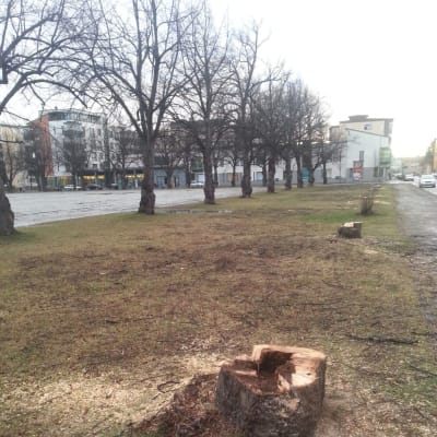 Puita kaadettu puistossa