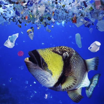 Kala syö meressä kelluvaa muovijätettä.